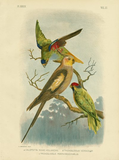 Cacatúa, 1891 de Gracius Broinowski